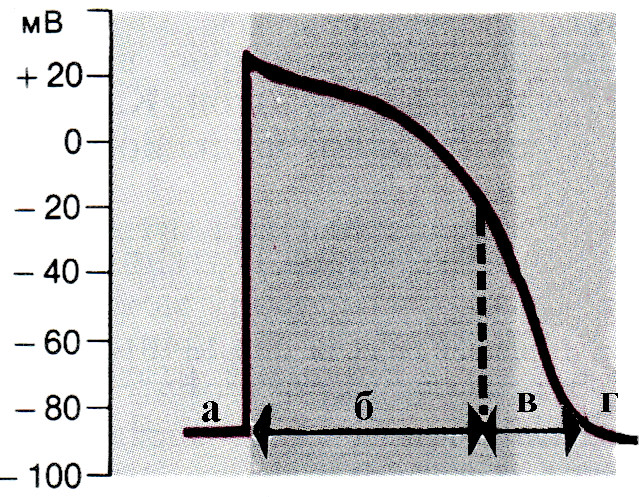 301. Для изображенной на рисунке конфигурации потенциала действия областью абсолютного рефрактерного периода является