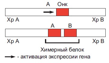 1580. На схеме изображен процесс происхождения и активации онкогена по типу
