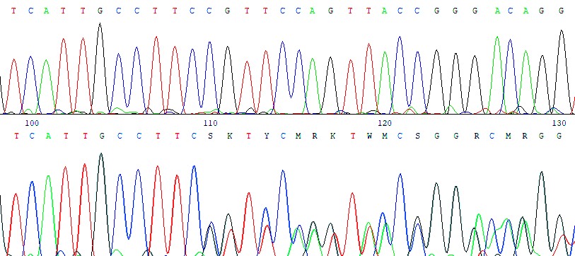 1726. Генетический вариант, выявленный в гене nf1 методом секвенирования по сэнгеру, результаты которого представлены на рисунке (дикого типа – сверху, с мутацией – снизу) является однонуклеотидной