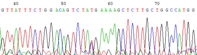1730. Для анализа методом пдрф варианта, выявленного в гене nf1 методом секвенирования по сэнгеру, результаты которого представлены на рисунке используют эндонуклеазу рестрикции