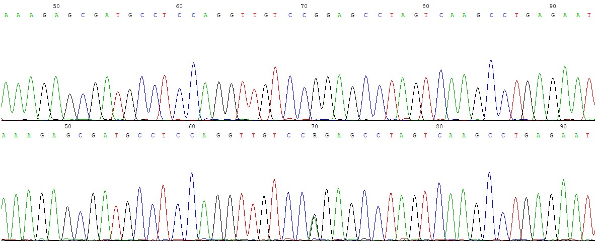 1742. Вариант, выявленный в гене vhl методом секвенирования по сэнгеру, результаты которого представлены на рисунке (дикого типа – сверху, с мутацией – снизу) согласно классификации мутаций является