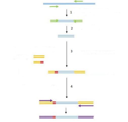 1745. На рисунке этап 2 обозначает