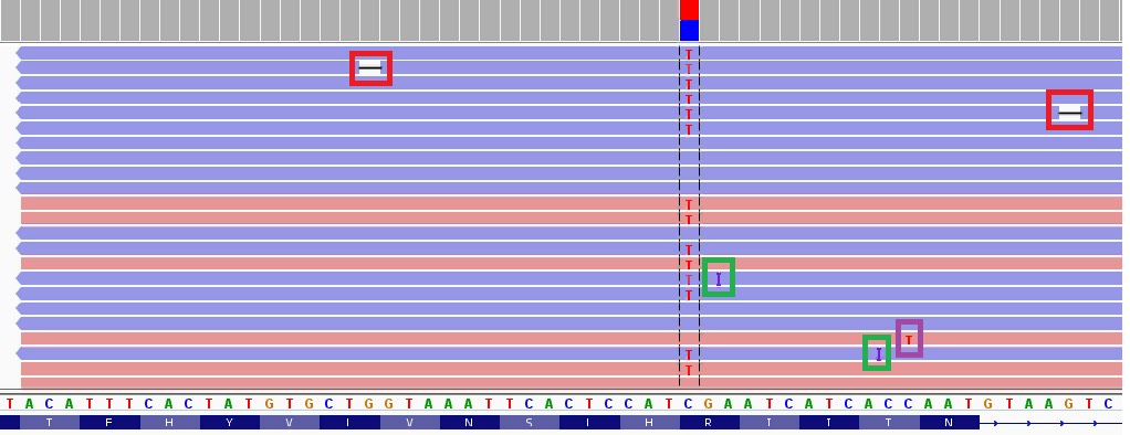 1758. На скриншоте геномного браузера показано выравнивание на референсный геном человека прочтений, полученных методом высокопроизводительного параллельного секвенирования. в областях, выделенных красным цветом, расположены ошибки прочтений