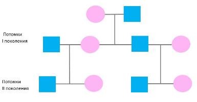 3547. Согласно данной схеме кто из внуков унаследует митотип бабушки?